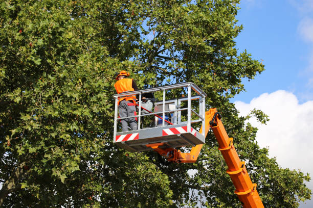 Best Hazardous Tree Removal  in Larkspur, CA